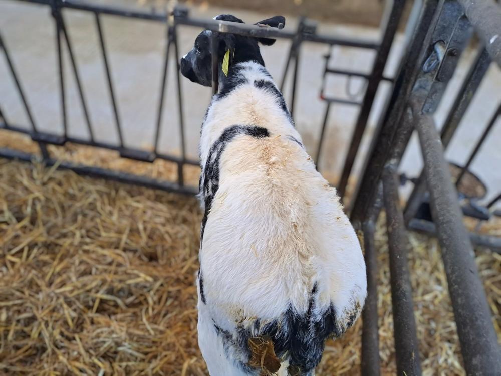 Kalb von Saturn