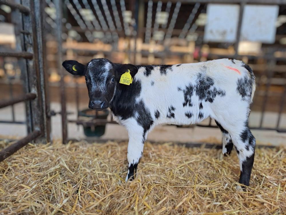 Kalb von Saturn