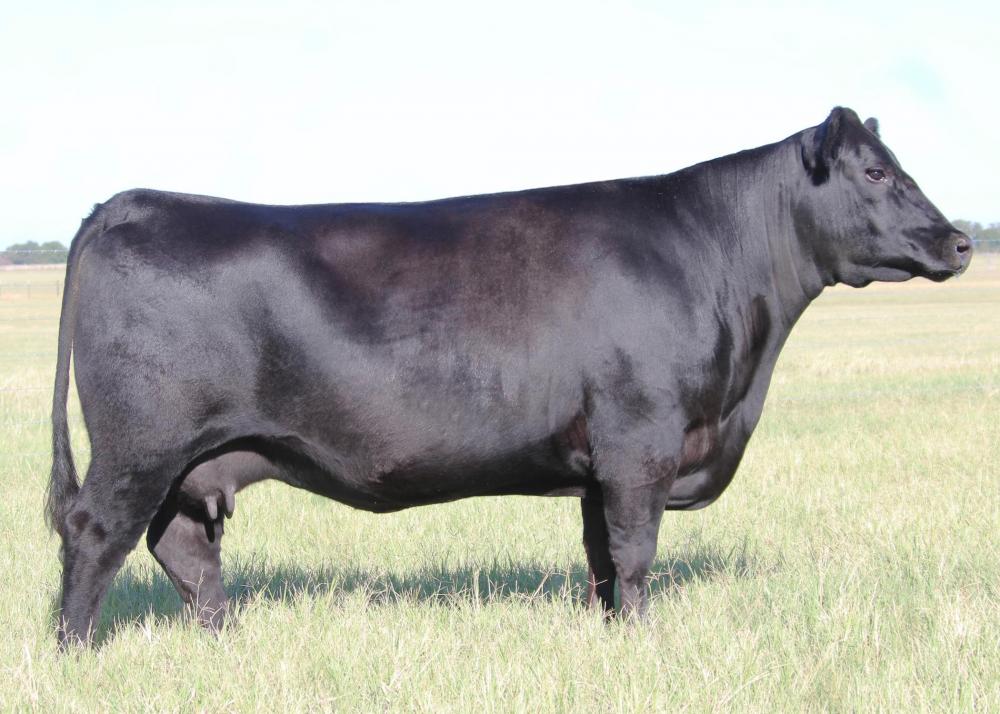 Wilks Blackcap 0D82 (Mutter)