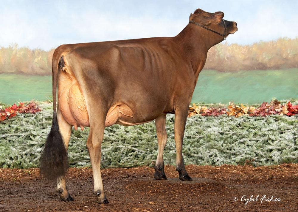 Lightning-Ridge Tequila Fernleaf VG-87 (Schwester)