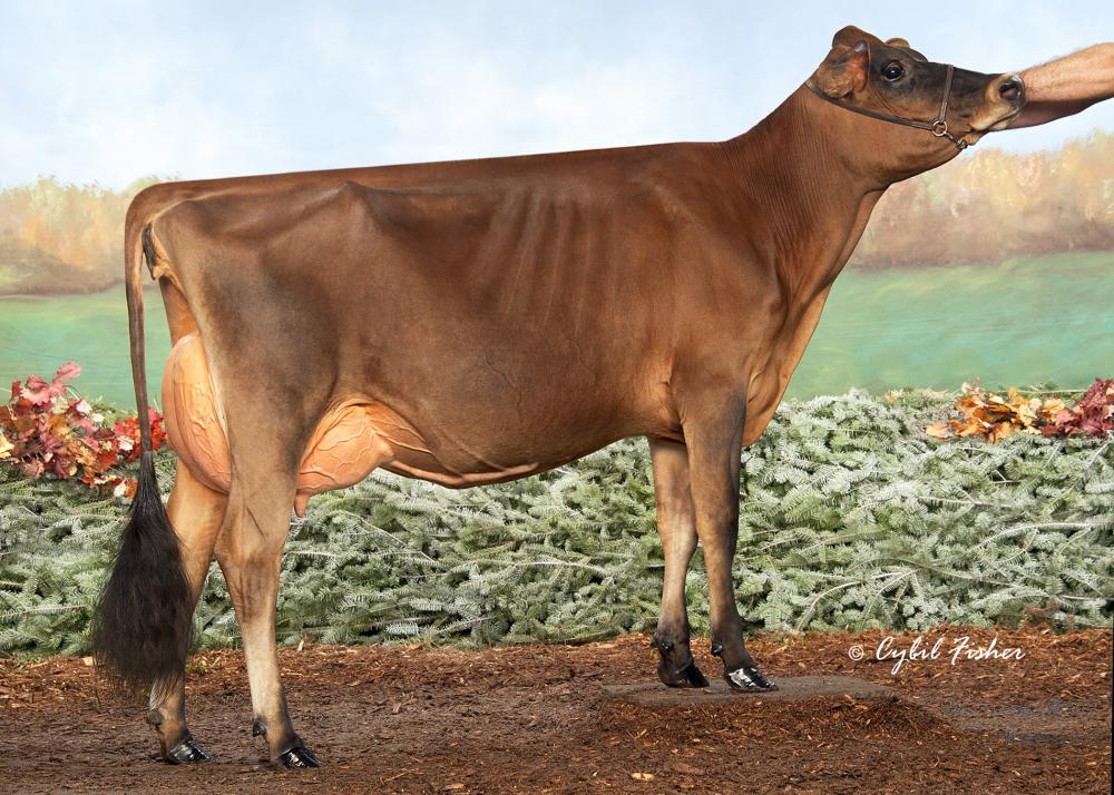 Lightning-Ridge Tequila Fernleaf VG-87 (Schwester)