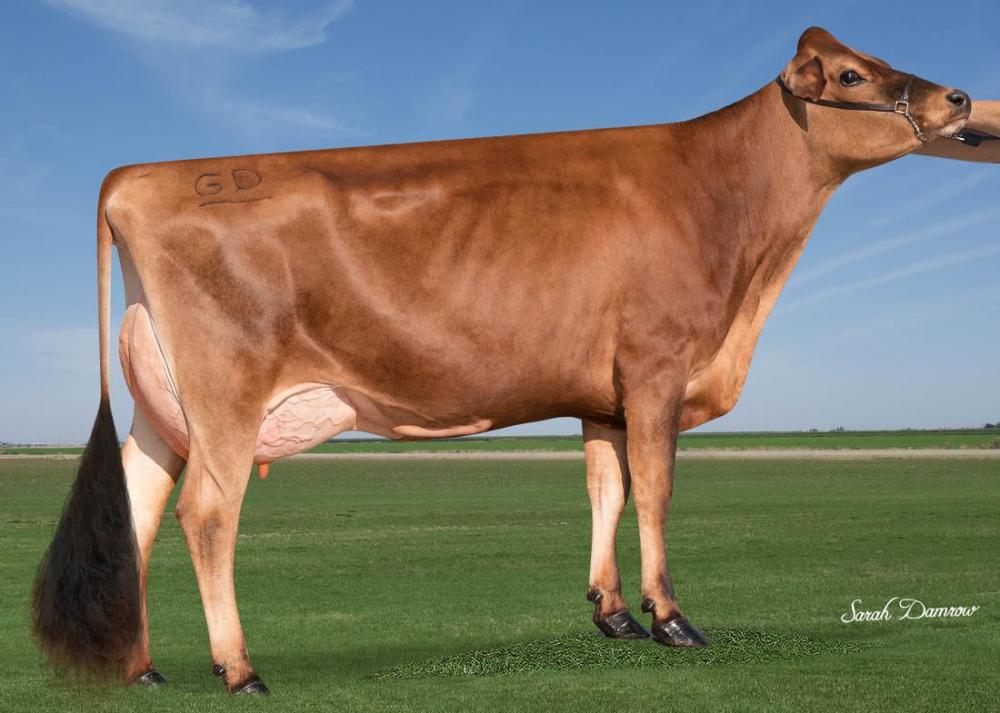 Jx Jer-Z-Boyz Patron 61600 (Tochter)