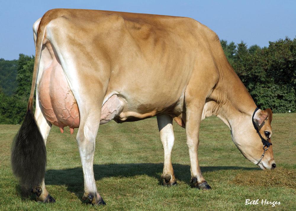 Dutch-Hollow Valentino Cheryl EX-90 (4. Mutter)