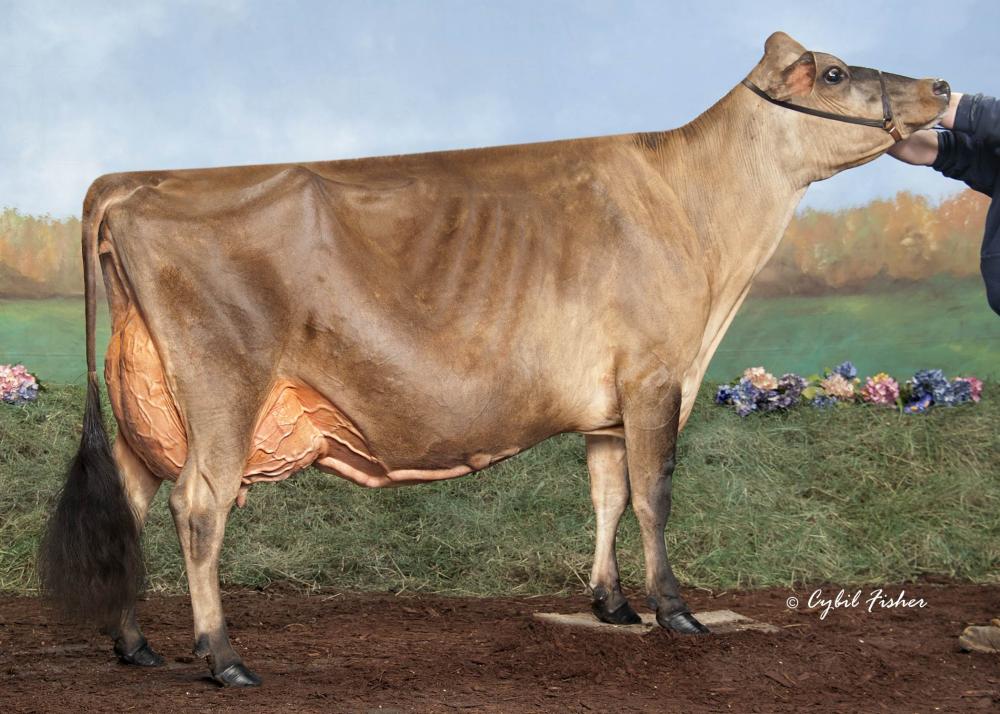 Avonlea Premier Chocolate Chip EX-96 2E (Mutter)