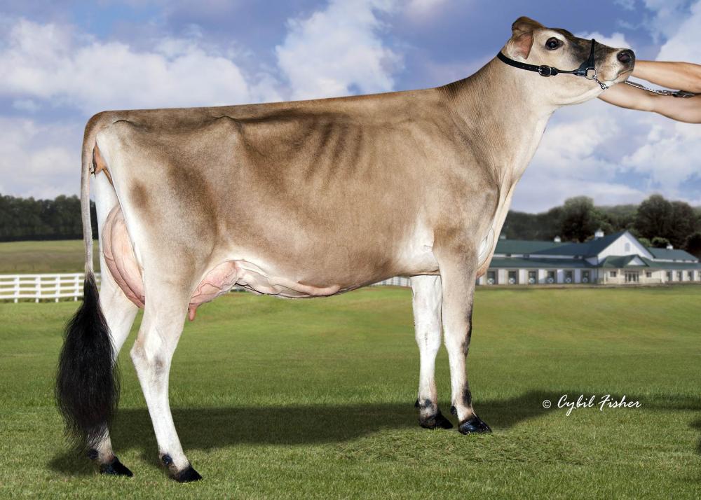 Goldust Karbala Laina EX-92 (Großmutter)