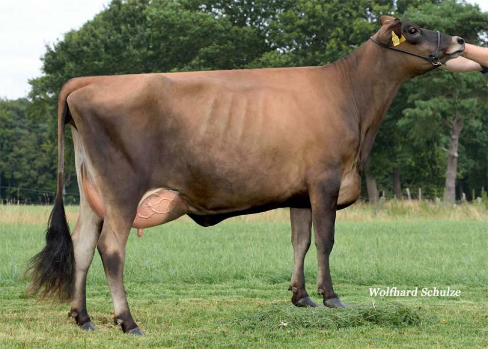 Barricade Jelke VG-85 (Schwester der GM)