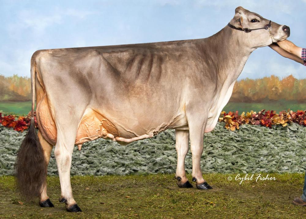 Brown Heaven Glenn Fantasy EX-97 (Mutter)