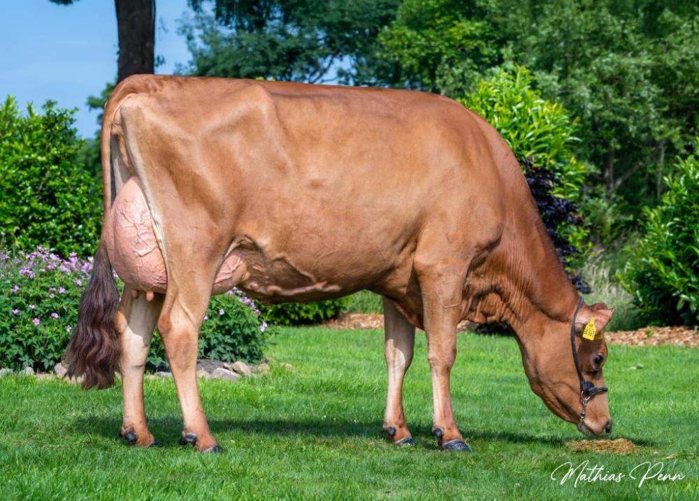 PrismaGen Aarre Wonderland-P VG-85 (Mutter)