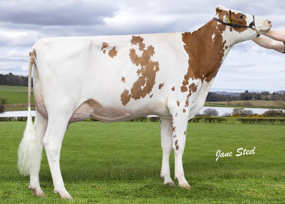 Tarshaw Robin Morag Red (Tochter)
