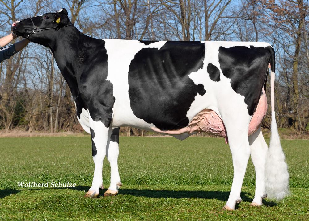 Prismagen Dairyqueen VG-85 (Mutter)