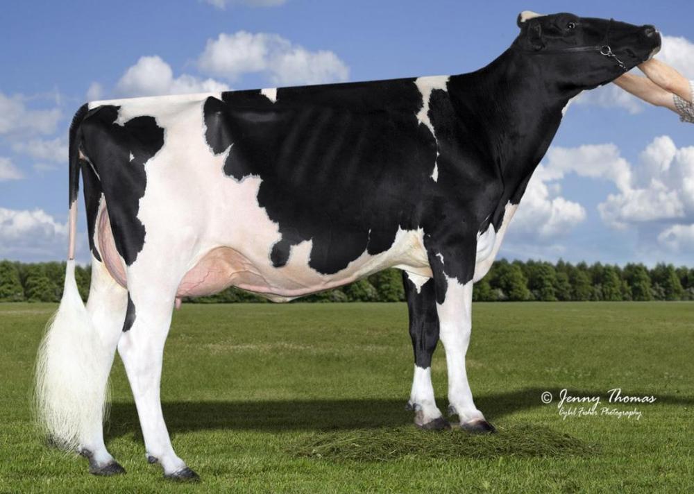 Calbrett Supersire Barb VG-86 (3. Mutter)