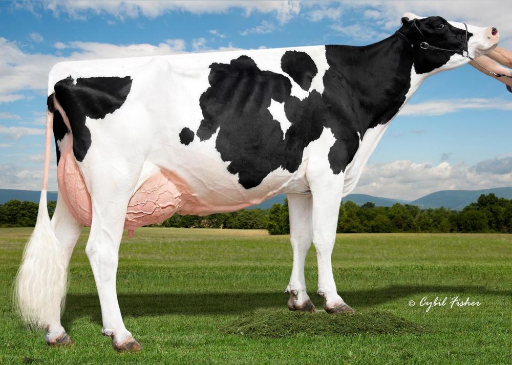 MS DG Delta Bridgett EX-93 (Großmutter)