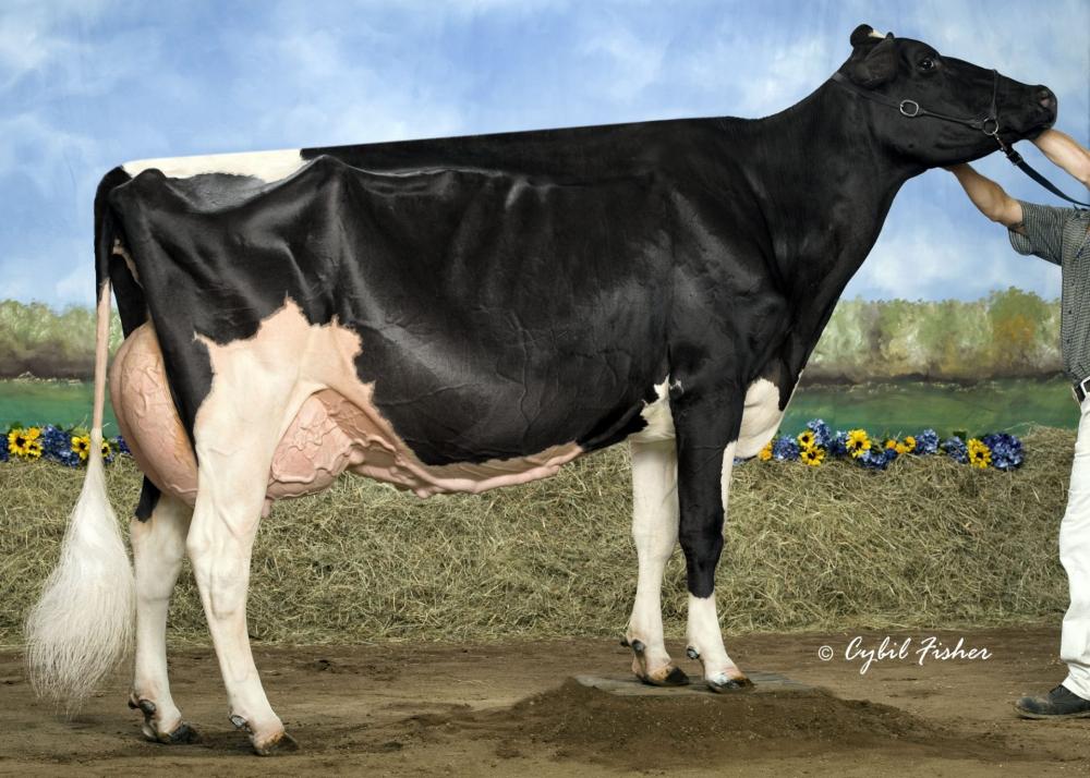 Rainyridge Talent Barbara EX-95 (Stammkuh)