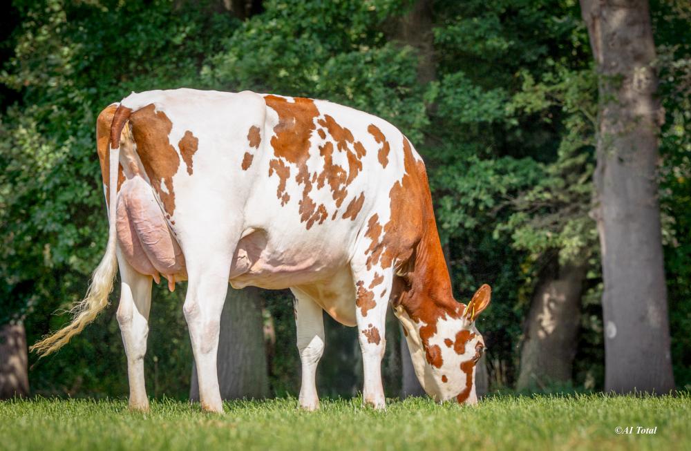 SD Rammstein Jamaika Red