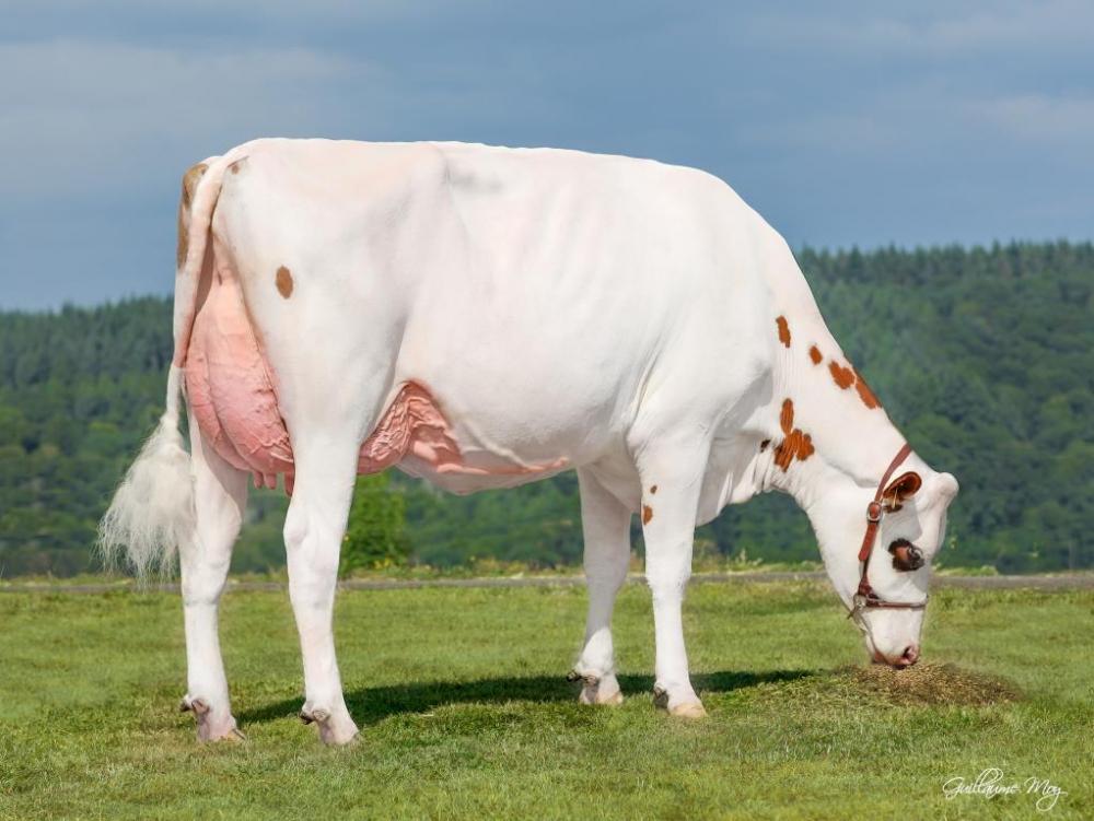 ESH Siri Red VG-85 (Mutter)