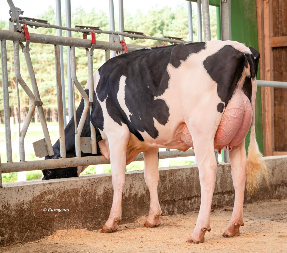 EHL Skyliner Anna RC 