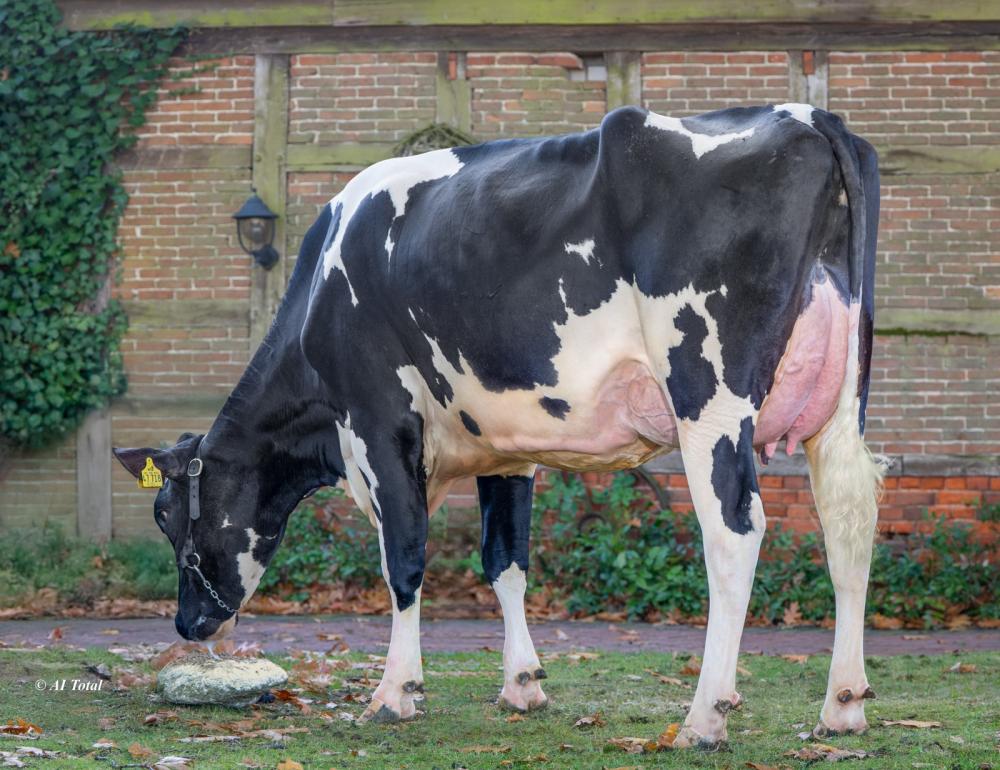 MEY Prada Swea VG-85