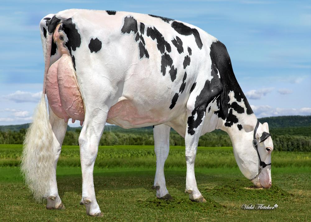 Kcck Artist Ana RC EX-92 (Mutter)