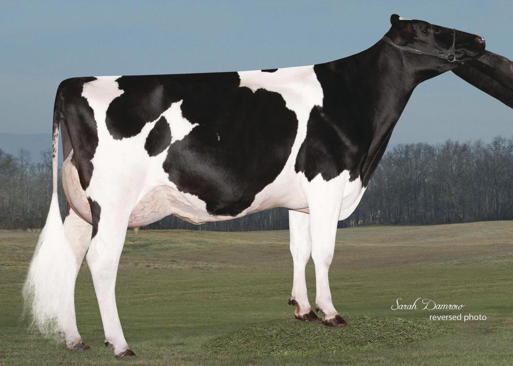 Peach-State HL Rachel VG-86 (4. Mutter)