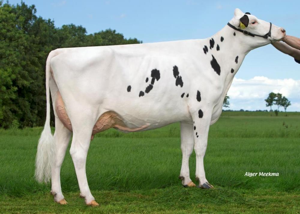 Koepon Bookem Regenia 104 VG-86 (5. Mutter)