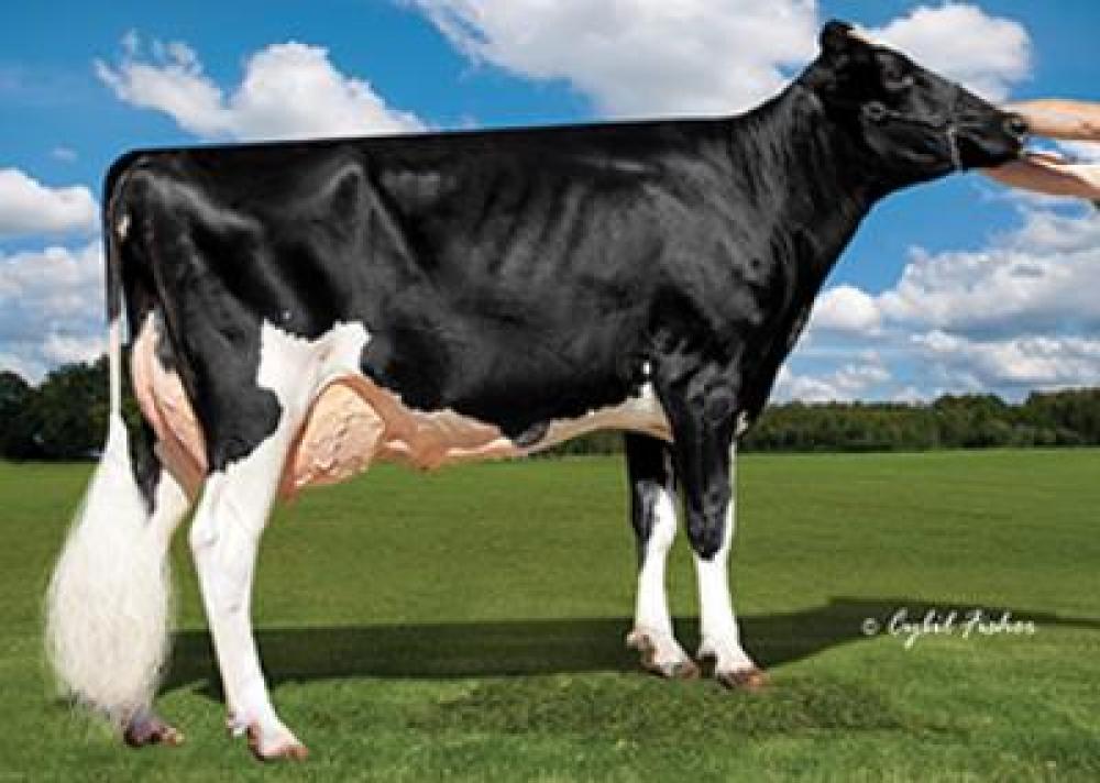 Cookiecutter Ssire Has-ET VG-88 (4. Mutter)