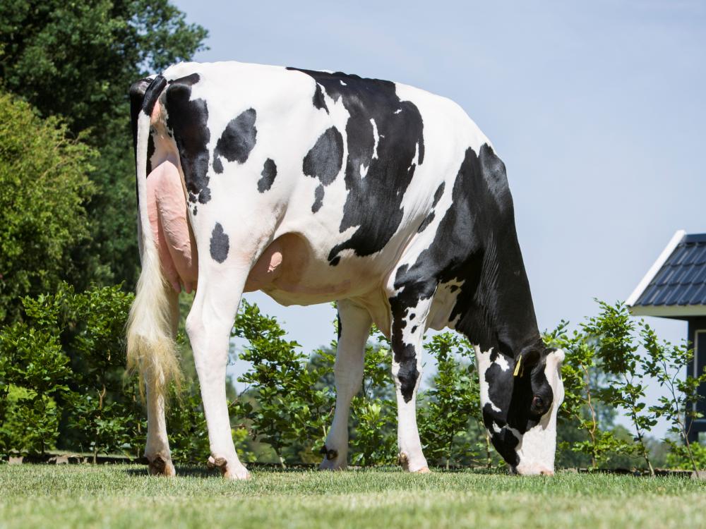 Cuba Libre VG-86 (Schwester der GM)