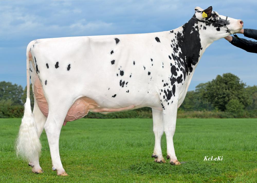 Silver Charlize VG-86 (Großmutter)