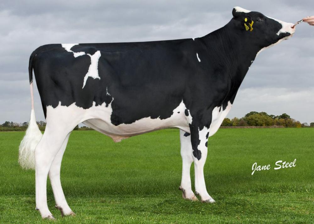 DG Adagio