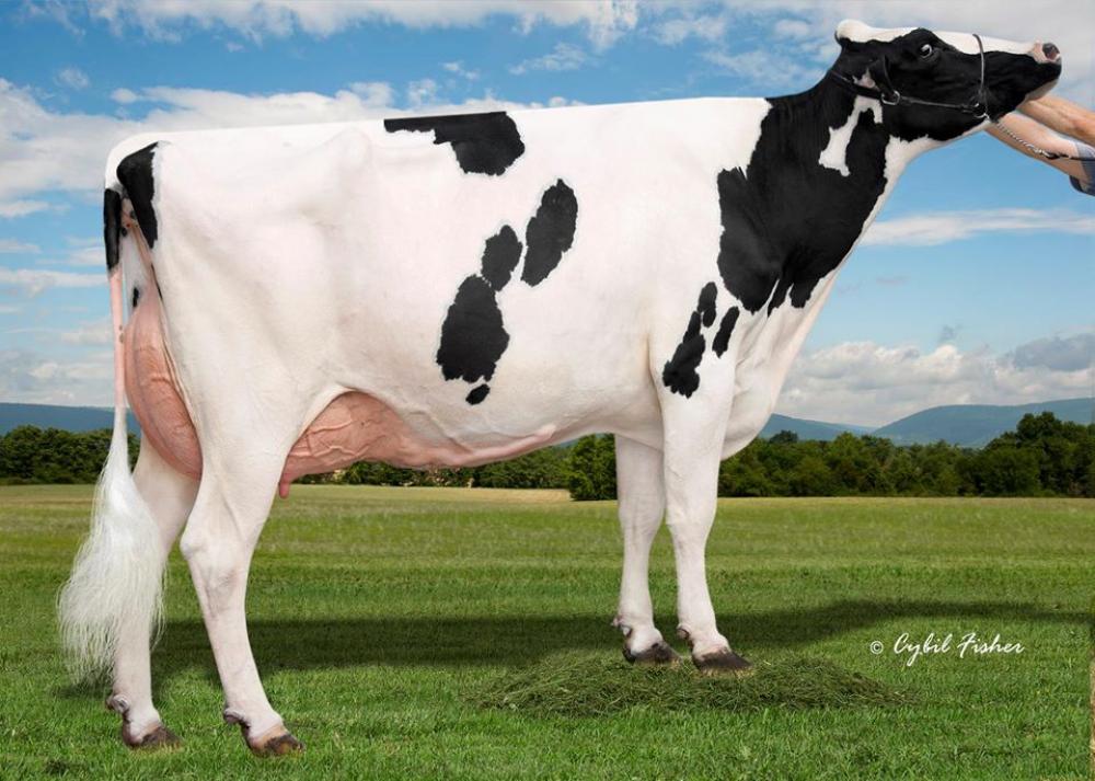 Al-Lew Monterey Ashley EX-95 (3. Mutter)