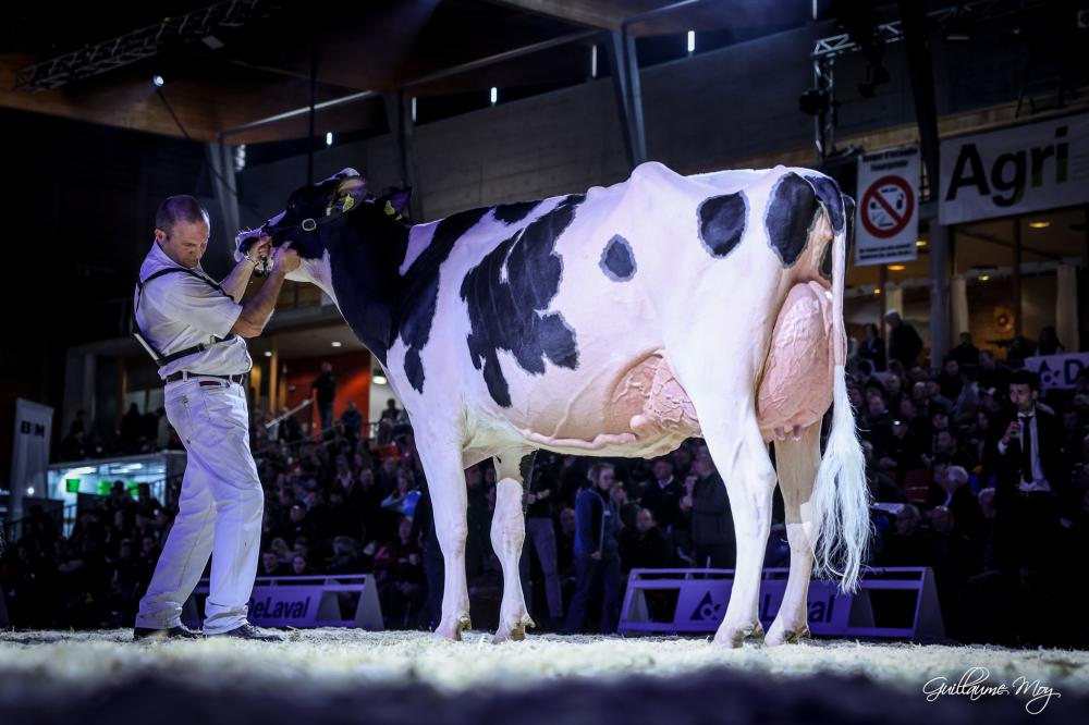 Michard Lambda Pernelle EX-94 (Grand Champion Expo Bulle 2024)