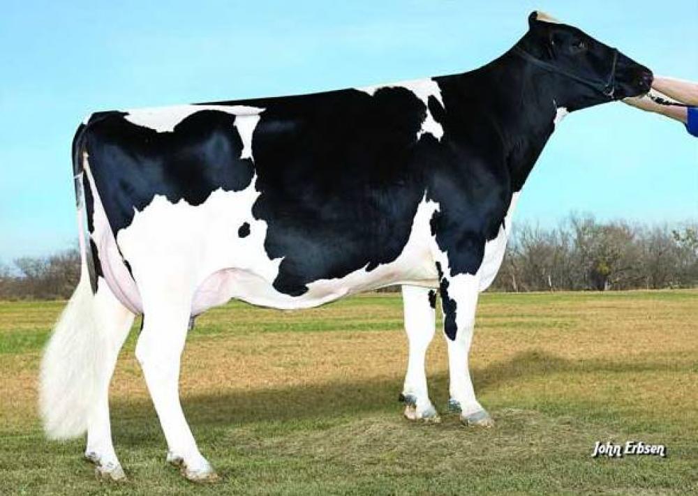 Roylane Shottle Mindy VG-86 (Stammkuh)