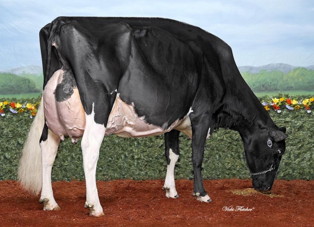 Comestar Lamadona Doorman EX-94 (gleiche Kuhfamilie)