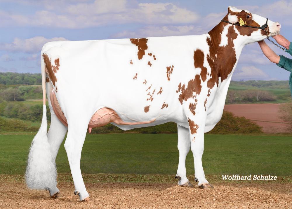 KNS Daddy Cool VG-85 (Großmutter)