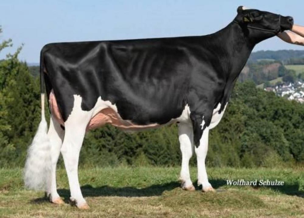 Col DG Brylin VG-86 (Großmutter)