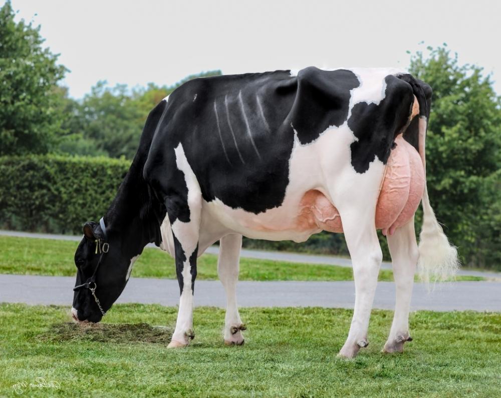 NH Evolution Merryguy Maya VG-85 (Schwester der Mutter)