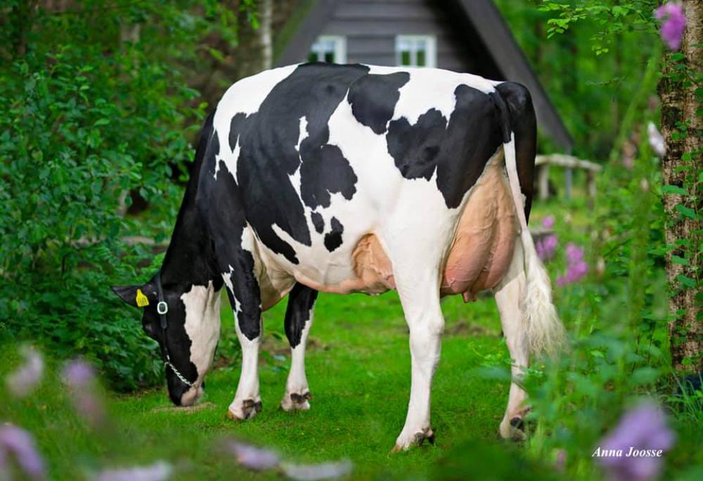 De Oosterhof DG Rose RC VG-89 (4. Mutter)