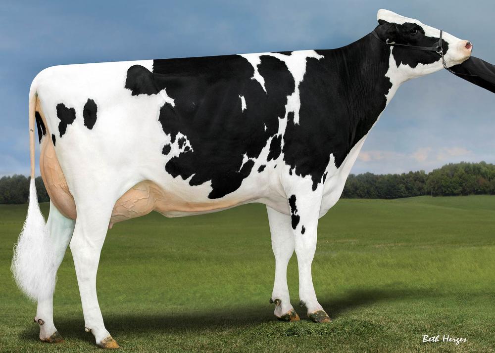 Genosource Brazen 40218 VG-85 (Grossmutter)