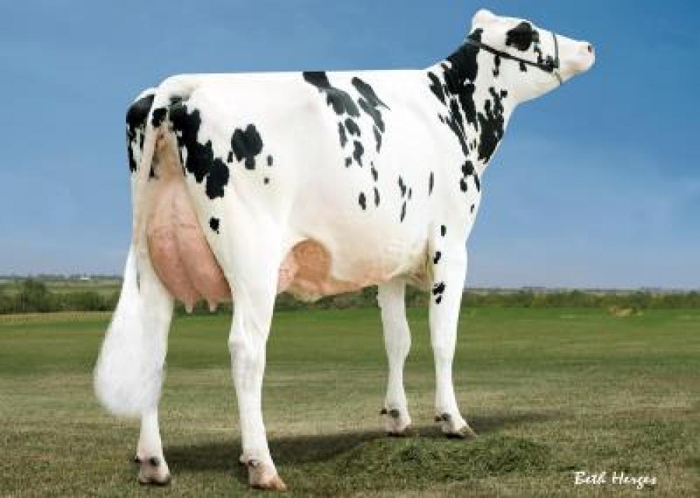 Hickorymea Man-O-Man Opine EX-90 (Stammkuh)