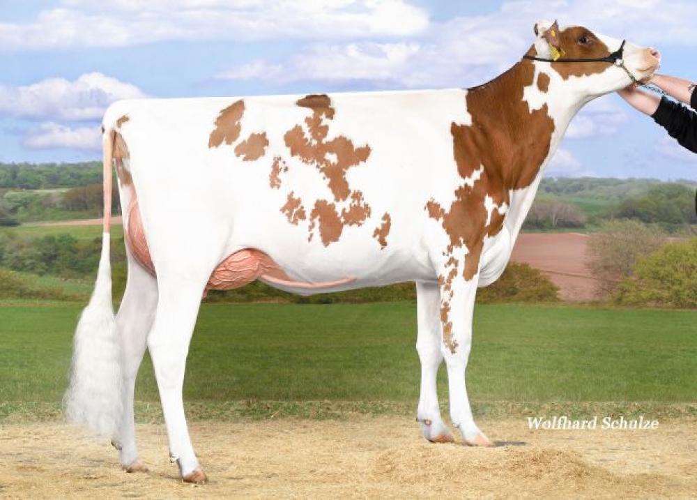 VIG Jordy Melly-Red VG-86 (Tochter)