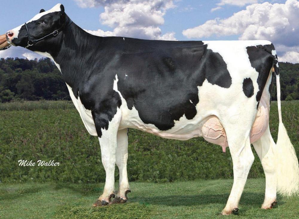 Coyne-Farms Ramos Jelly VG-85 (Stammkuh) 