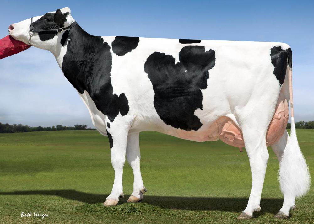Sandy-Valley Robust Ruby EX-90 (Stammkuh)