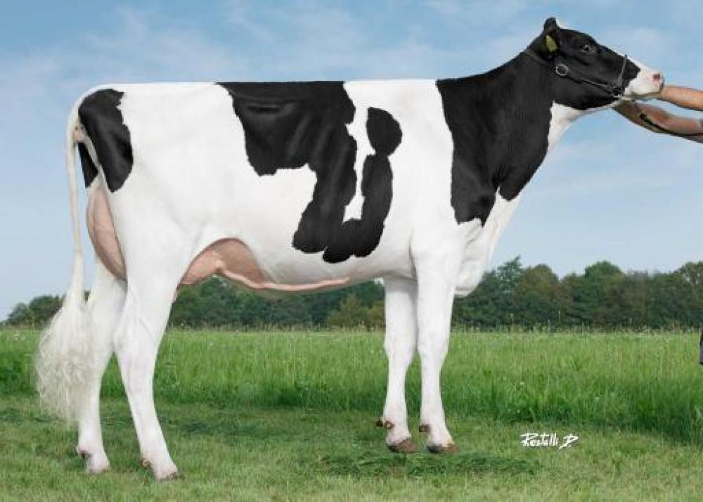 DGF Briana-P VG-86 (Mutter)