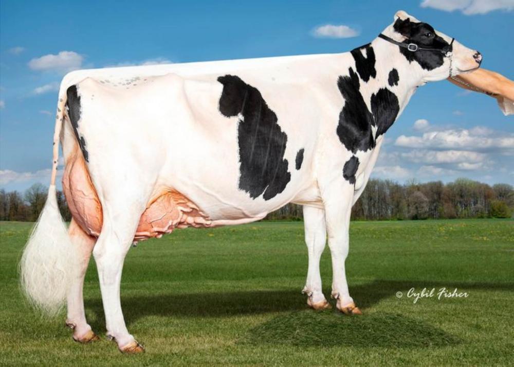 Welcome-Tel Rubicon Pipa EX-94 (96 Euter)