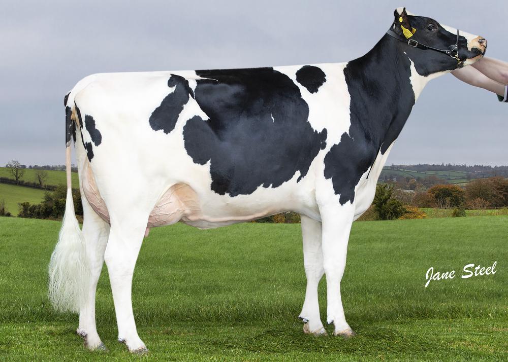 Relough Chase Ruby