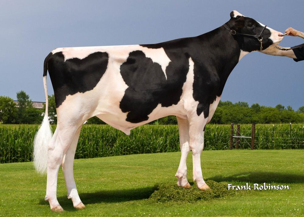 Buffallo Bill