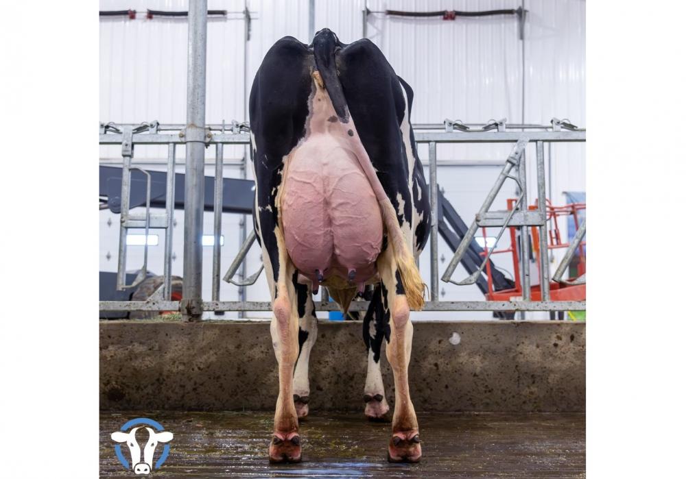 Genosource Yoko 71451 VG85 (Schwester)