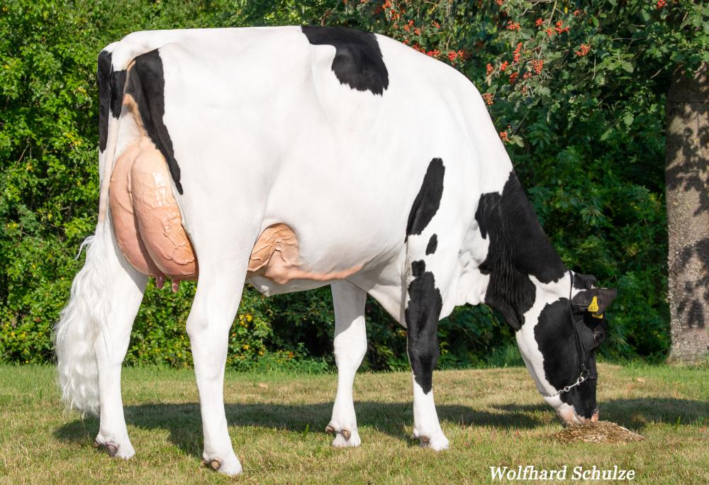 Vox Massey Joker VG-86 (Mutter)