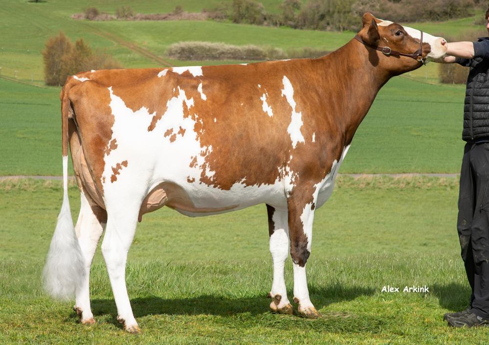 SfH Scala PP VG-85 (Großmutter)