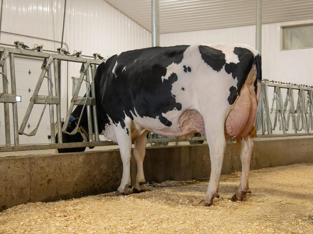 Genosource Bravo 47586 VG-88 (Vollschwester der Mutter)