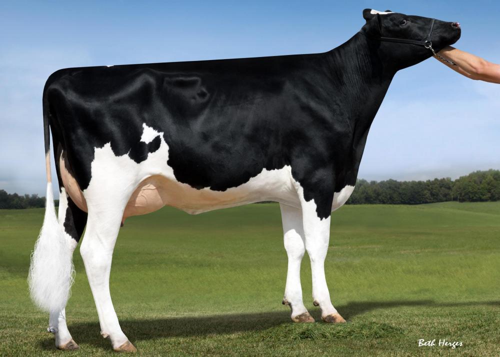 MS Brody Jospr 32051 (3. Mutter) 